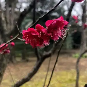 E16 鹿児島紅_04