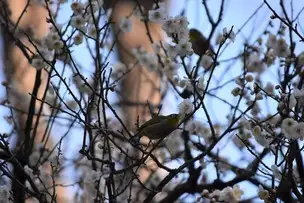 小石川後楽園230217ウメとメジロ (3)_02
