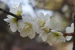 小石川後楽園230228ウメ’青軸’_01