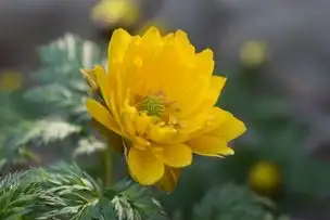 小石川後楽園230228フクジュソウ(1)_03