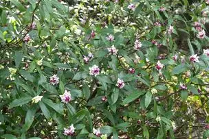小石川後楽園230301ジンチョウゲ_04