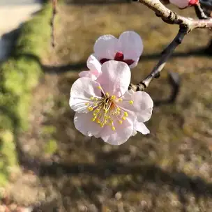 C12 豊後 花 (1) _01