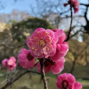 C13 八重豊後 花 (5)_02