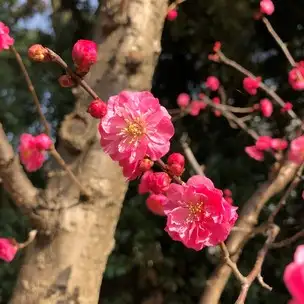 D01 開運 花 (5) _03