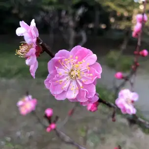 F02 武蔵野 花 (1) _04