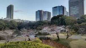 小石川後楽園230322 (15)