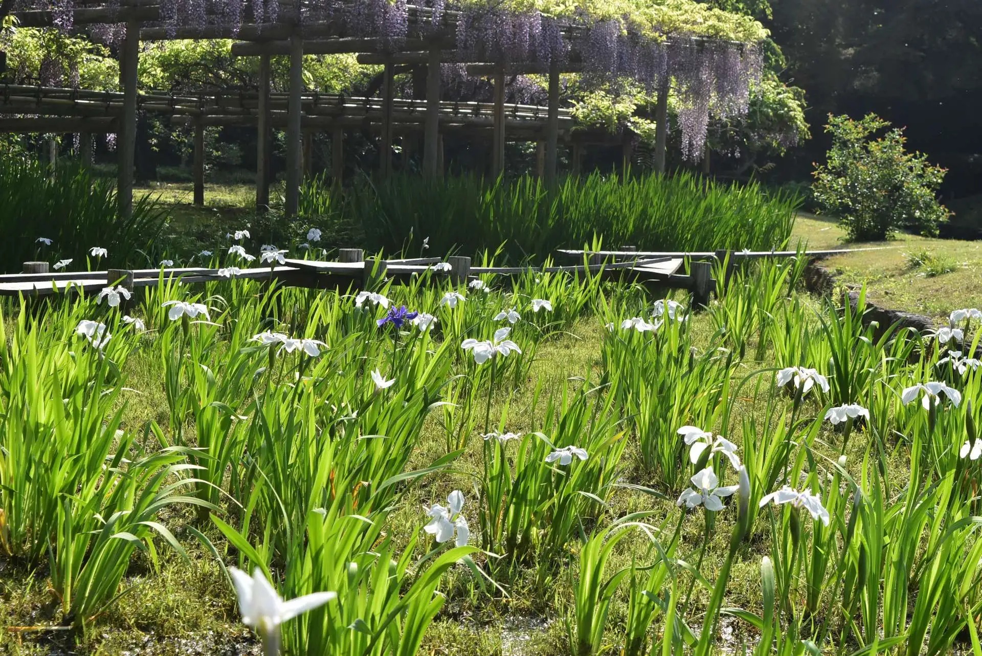 フジの花が最盛期です（４月20日）_03