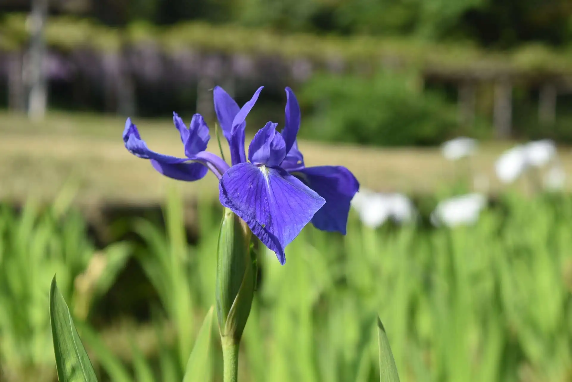 フジの花が最盛期です（４月20日）_04