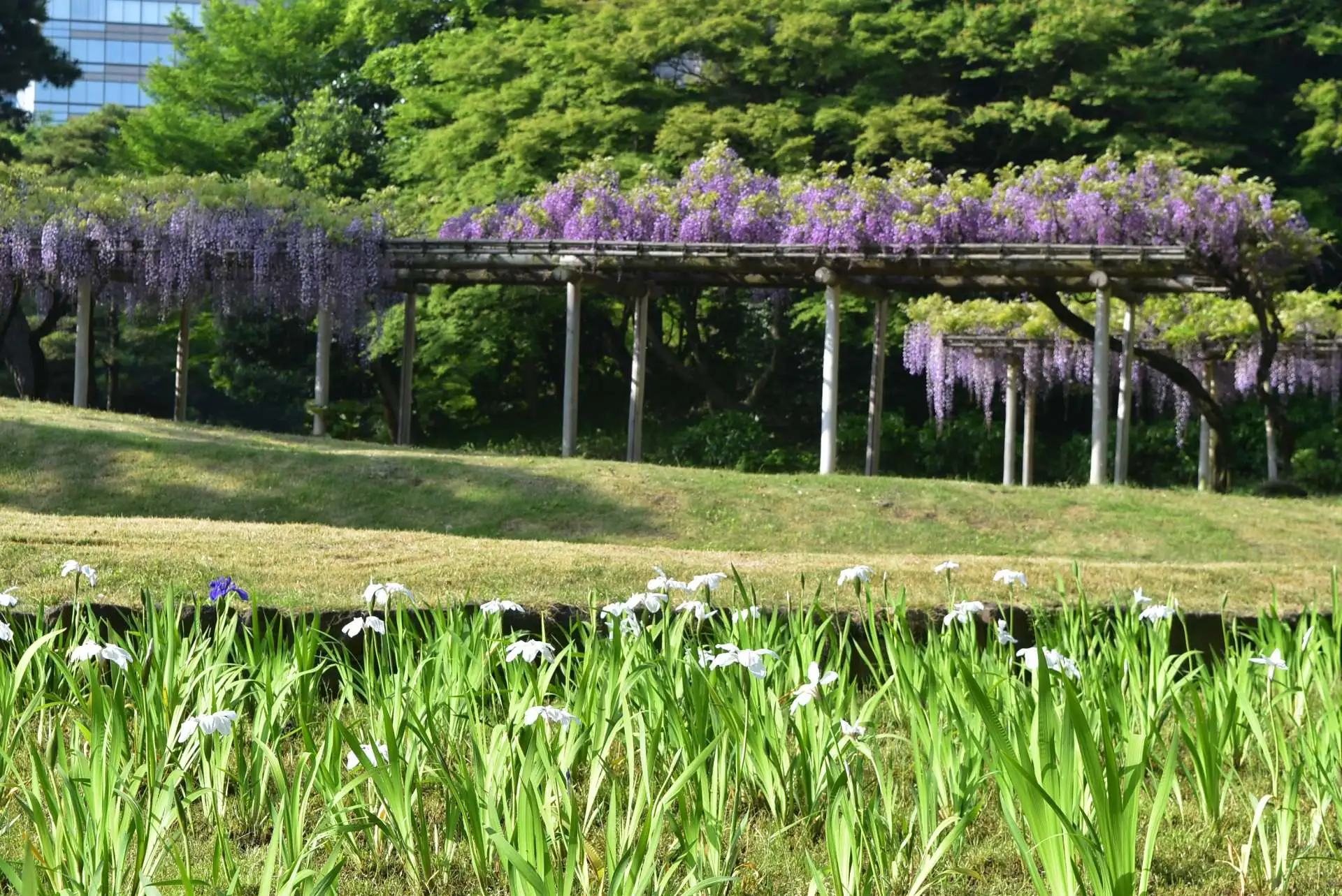 フジの花が最盛期です（４月20日）_05
