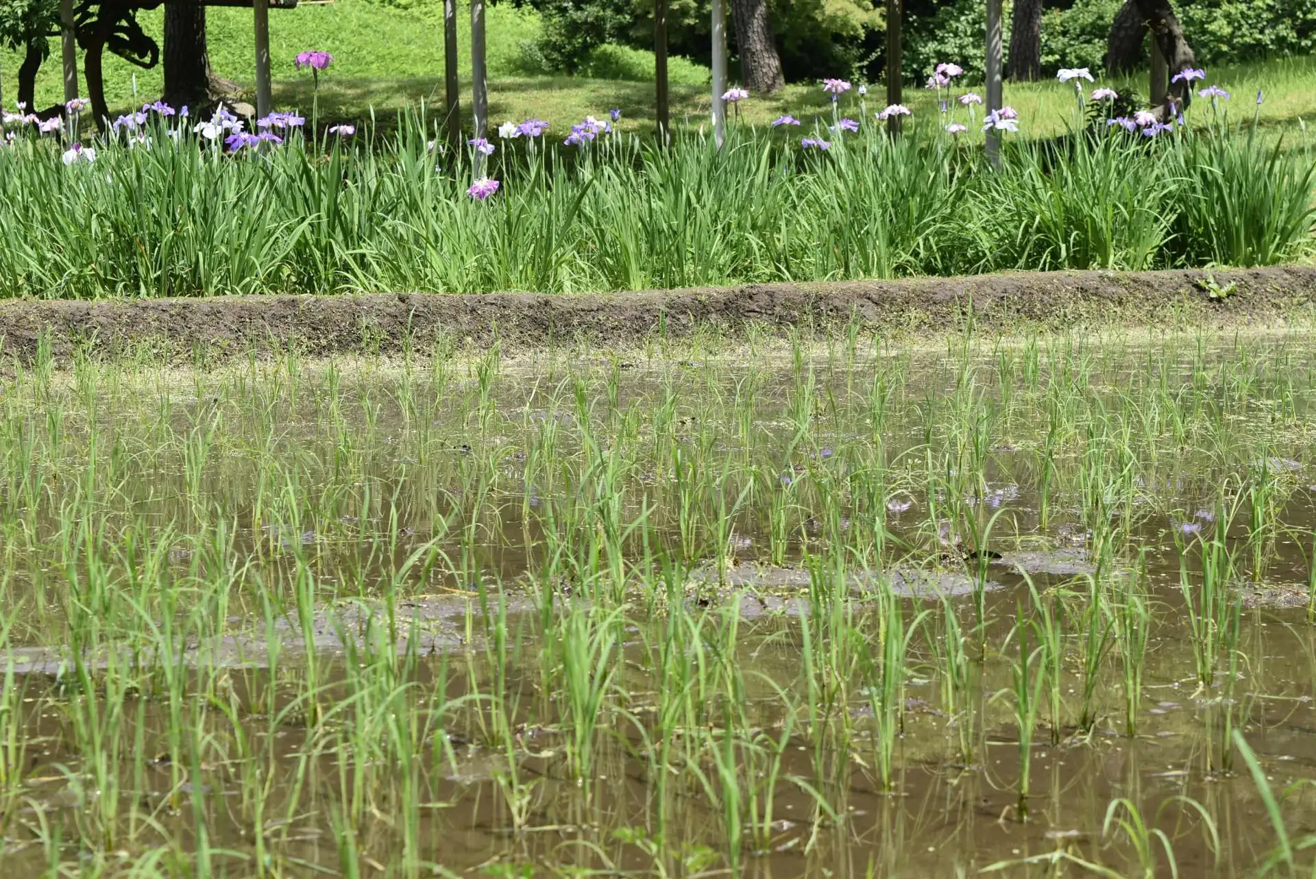 「芒種（ぼうしゅ）」　6/6～6/21の見どころ_01