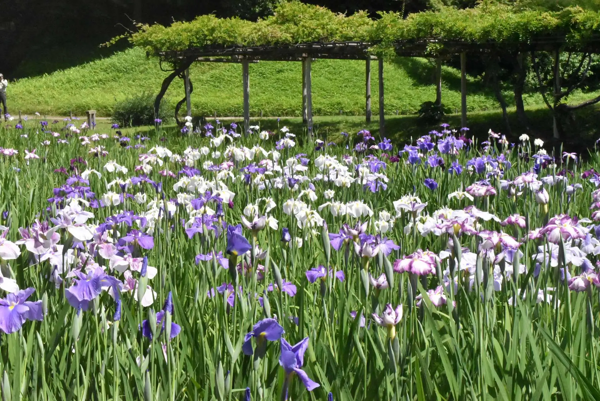 「芒種（ぼうしゅ）」　6/6～6/21の見どころ_03