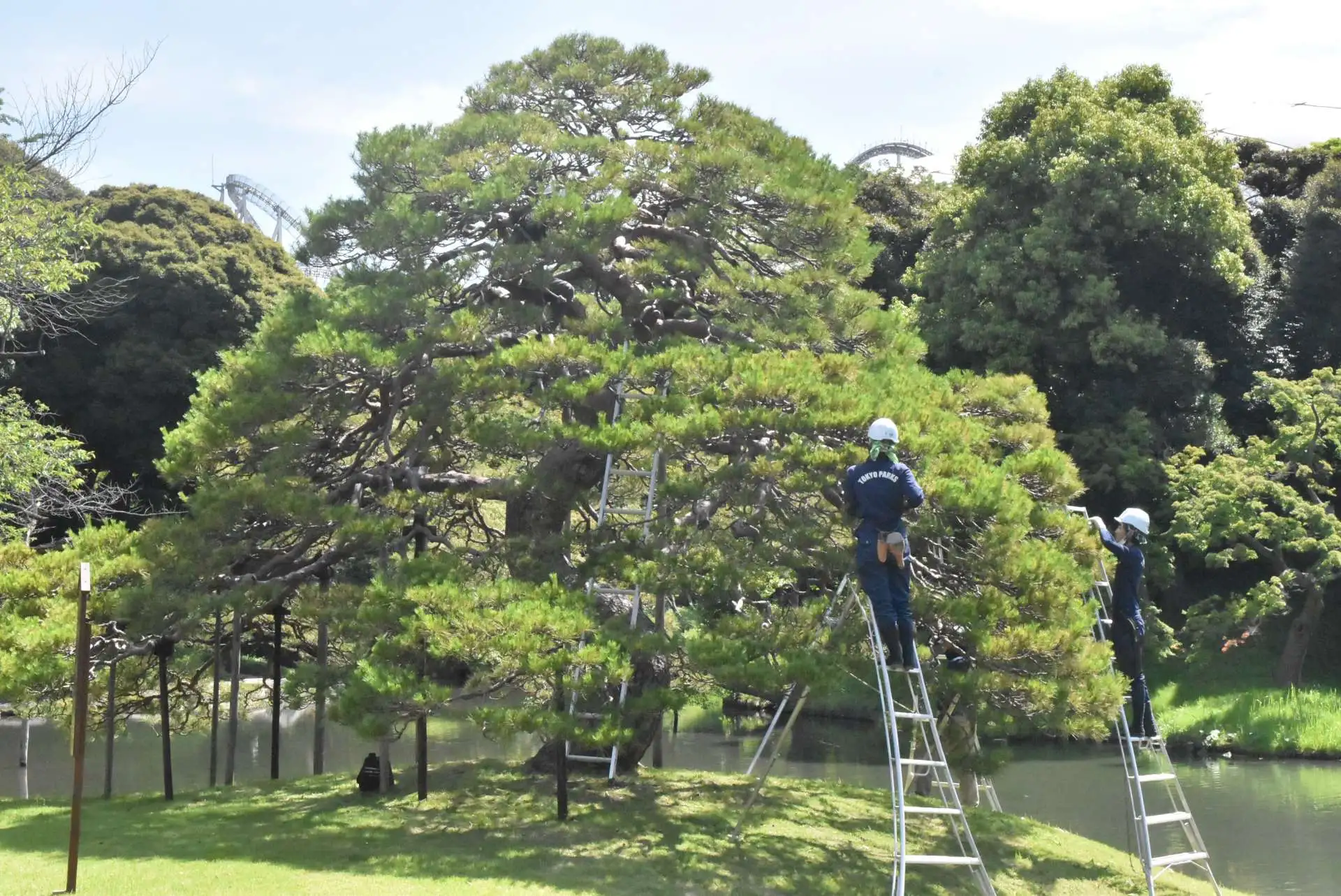 「芒種（ぼうしゅ）」　6/6～6/21の見どころ_04