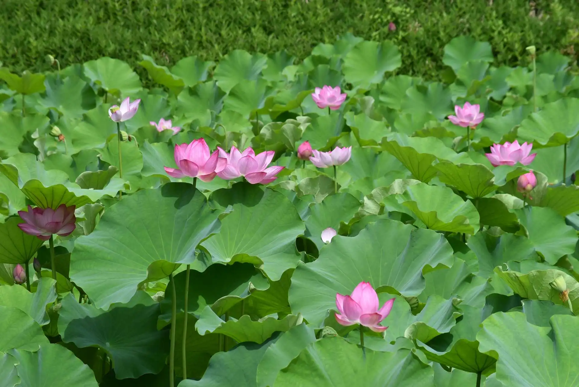 「早朝ハス講座 ～大名庭園で蓮を愉しむ～」満席のお知らせ_05