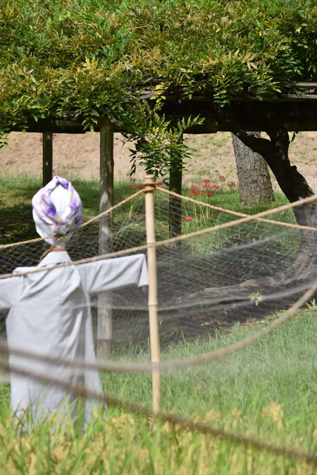 小石川後楽園　ヒガンバナの開花状況　一部見ごろ（9月24日）_04