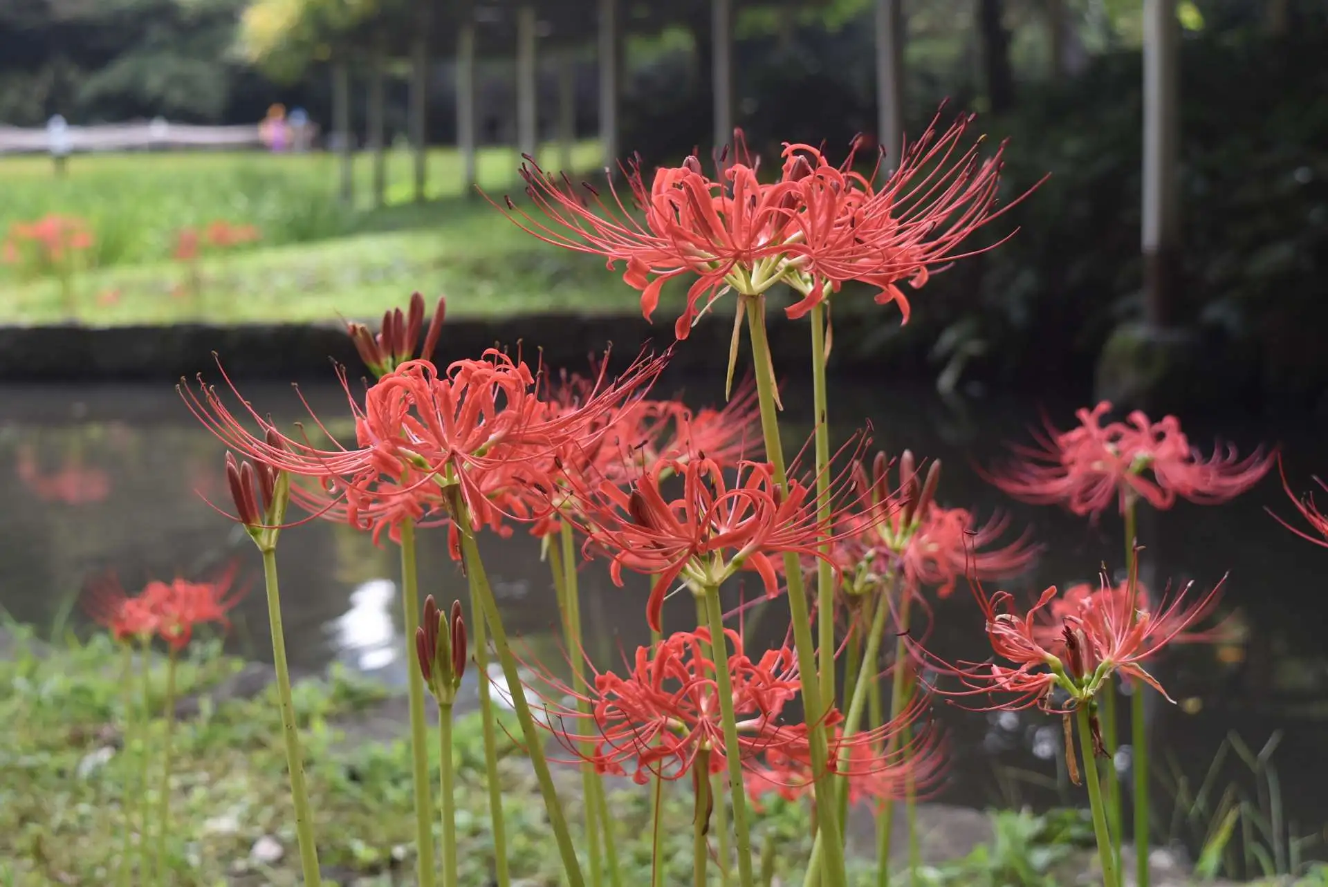 小石川後楽園　ヒガンバナの開花状況　一部見ごろ（9月24日）_05