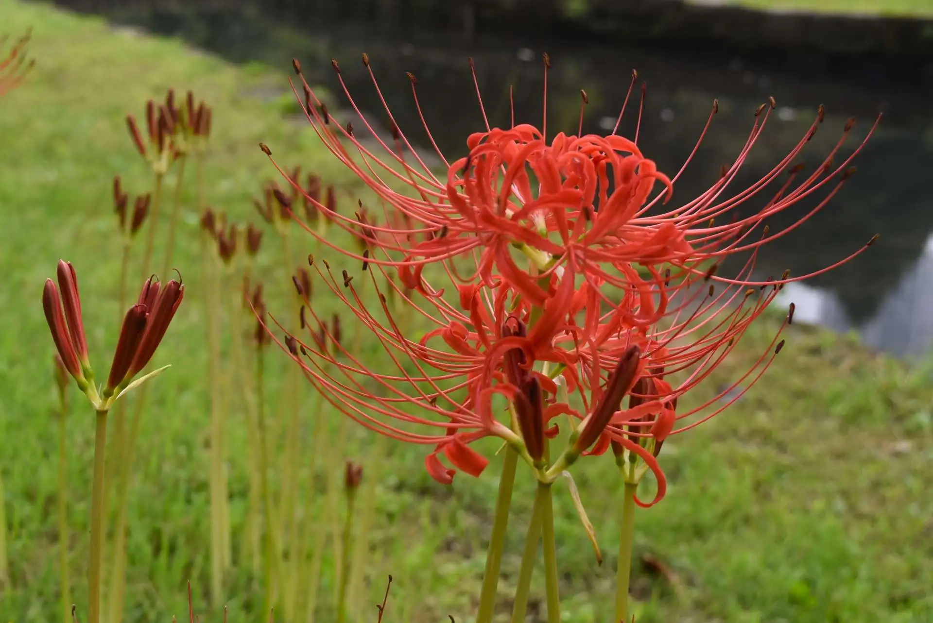 小石川後楽園　ヒガンバナの開花状況　見ごろ（９月２９日）_01