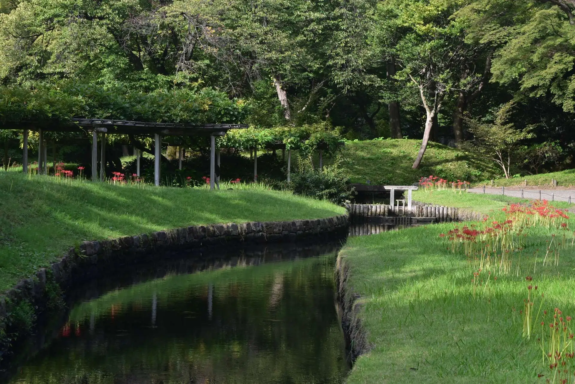 小石川後楽園　ヒガンバナの開花状況　見ごろ（９月２９日）_02