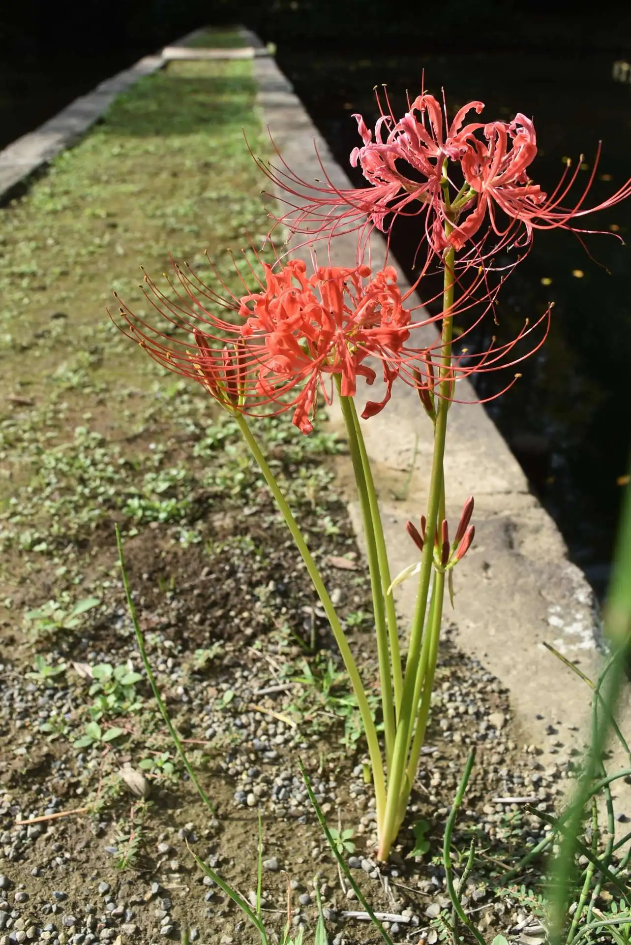 小石川後楽園　ヒガンバナの開花状況　見ごろ（９月２９日）_03
