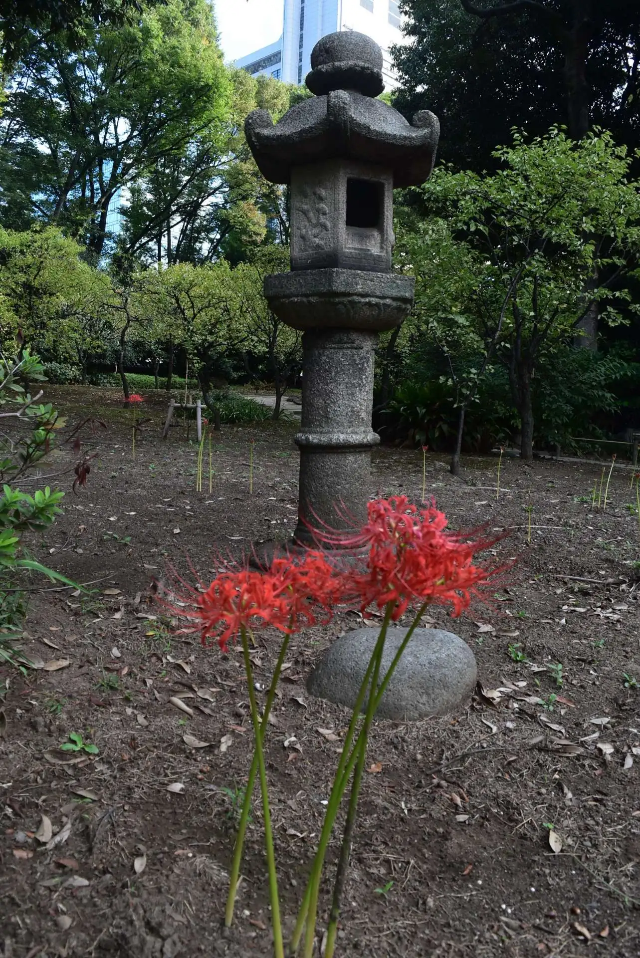 小石川後楽園　ヒガンバナの開花状況　見ごろ（９月２９日）_04