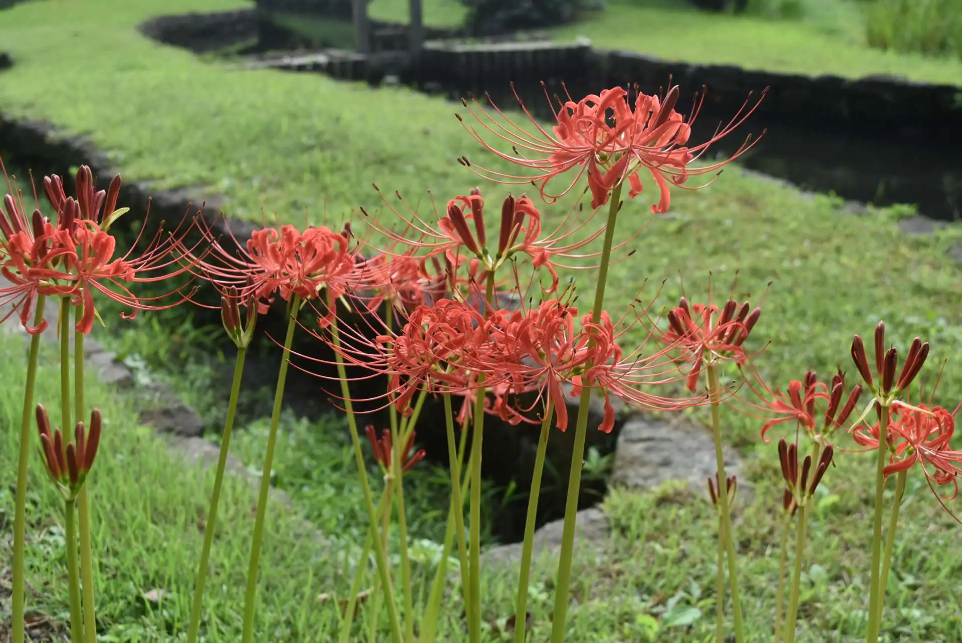 小石川後楽園　ヒガンバナの開花状況　見ごろ（９月２９日）_05
