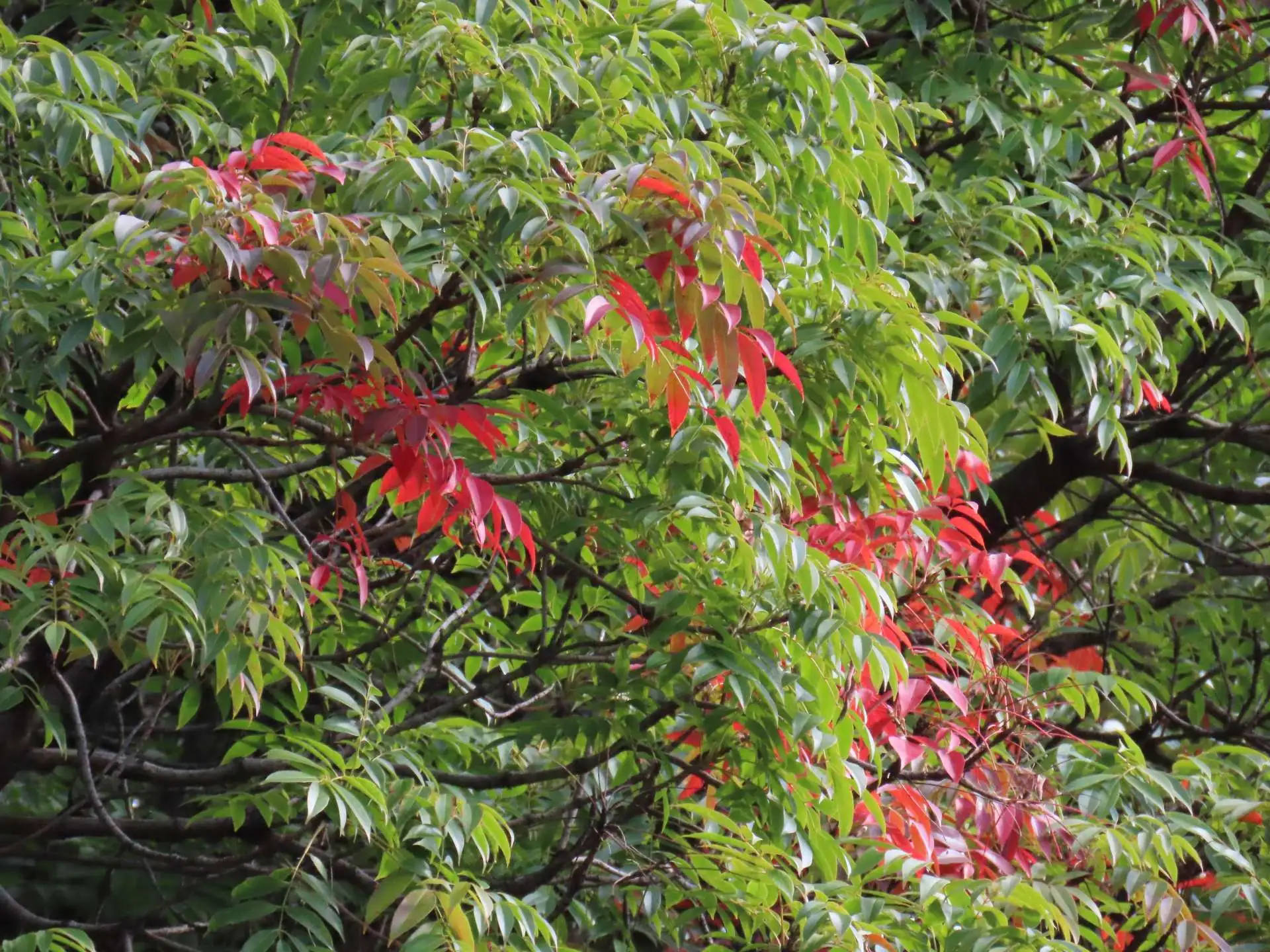 「霜降（そうこう）」 10/24～11/7の見どころ_03