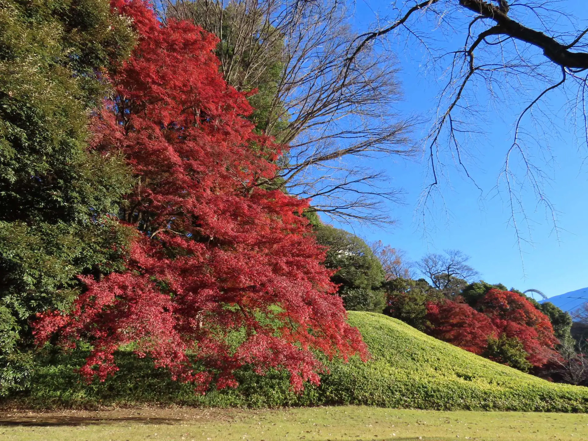 小石川後楽園　紅葉情報：見ごろ （12月4日現在）_01