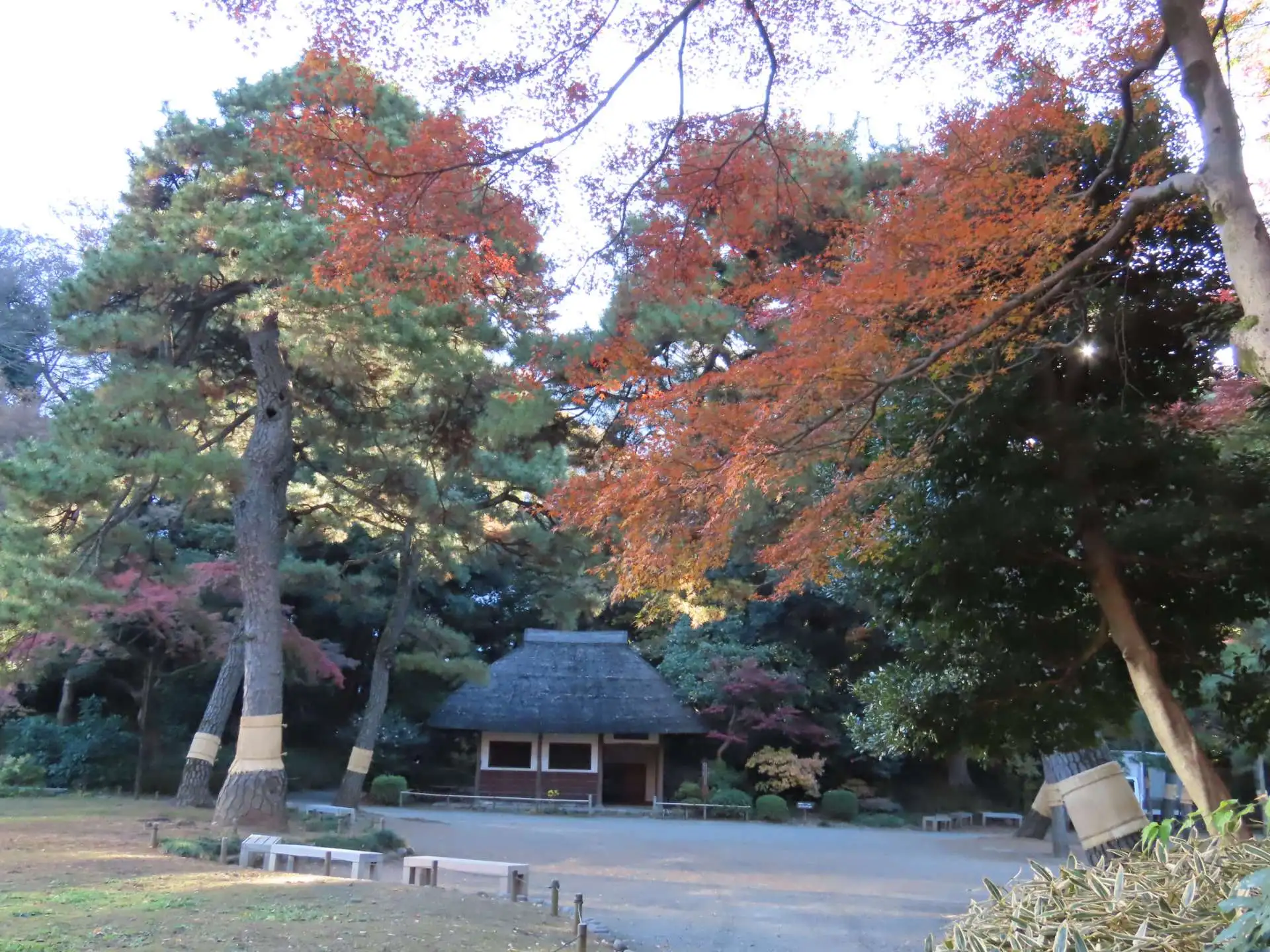 小石川後楽園　紅葉情報：見ごろ （12月4日現在）_02