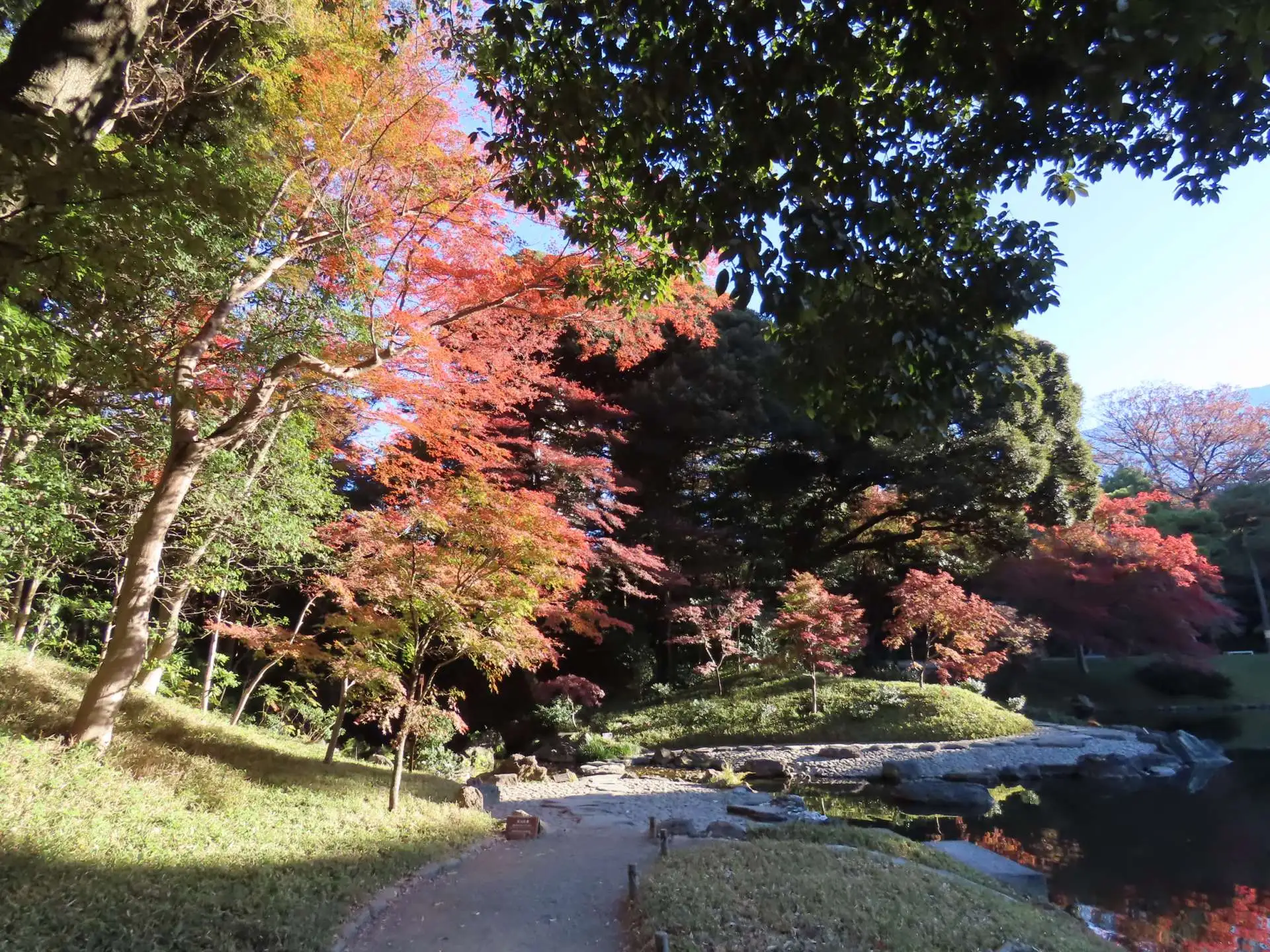 小石川後楽園　紅葉情報：見ごろ （12月4日現在）_03