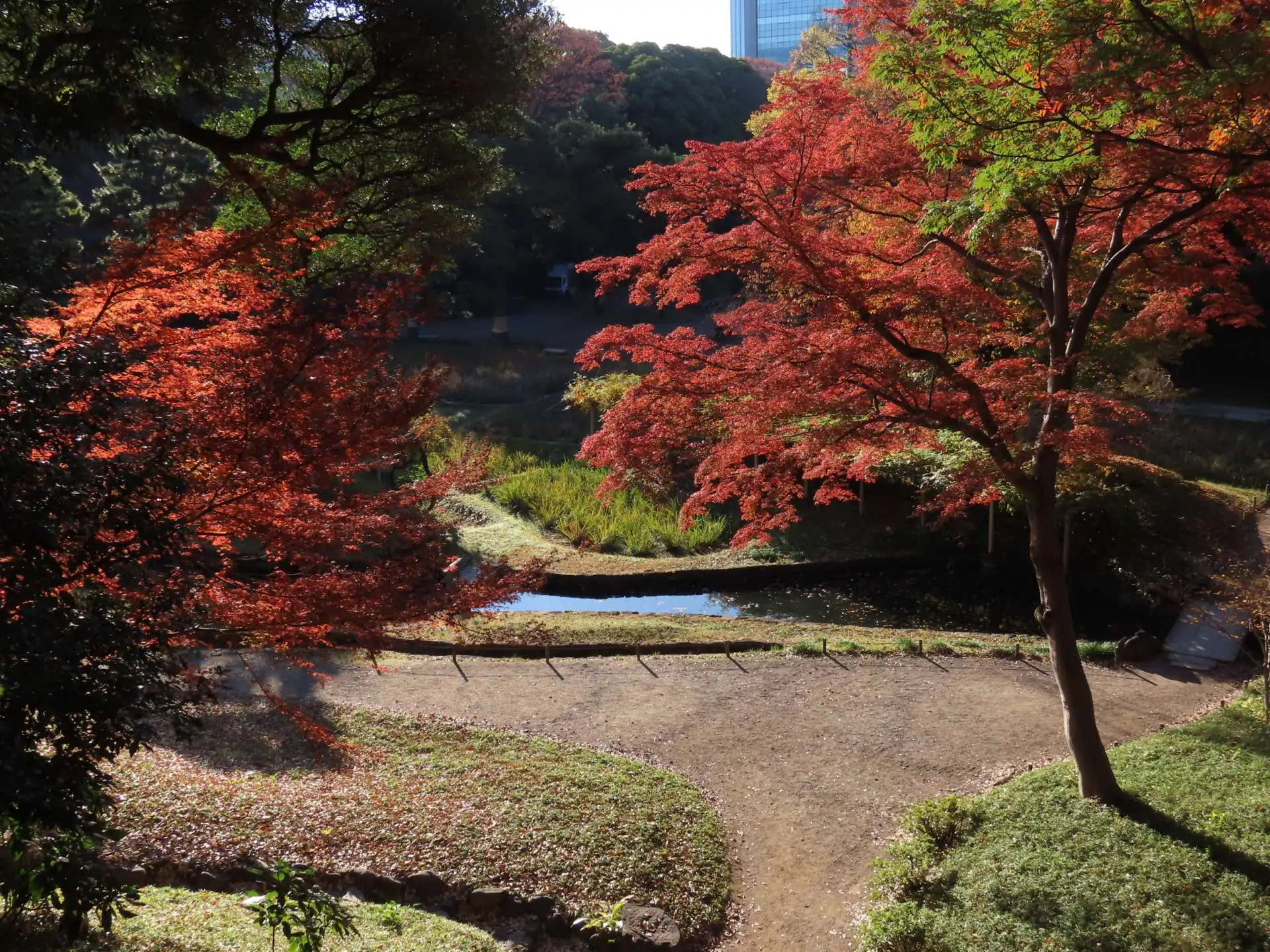 小石川後楽園　紅葉情報：見ごろ （12月4日現在）_04