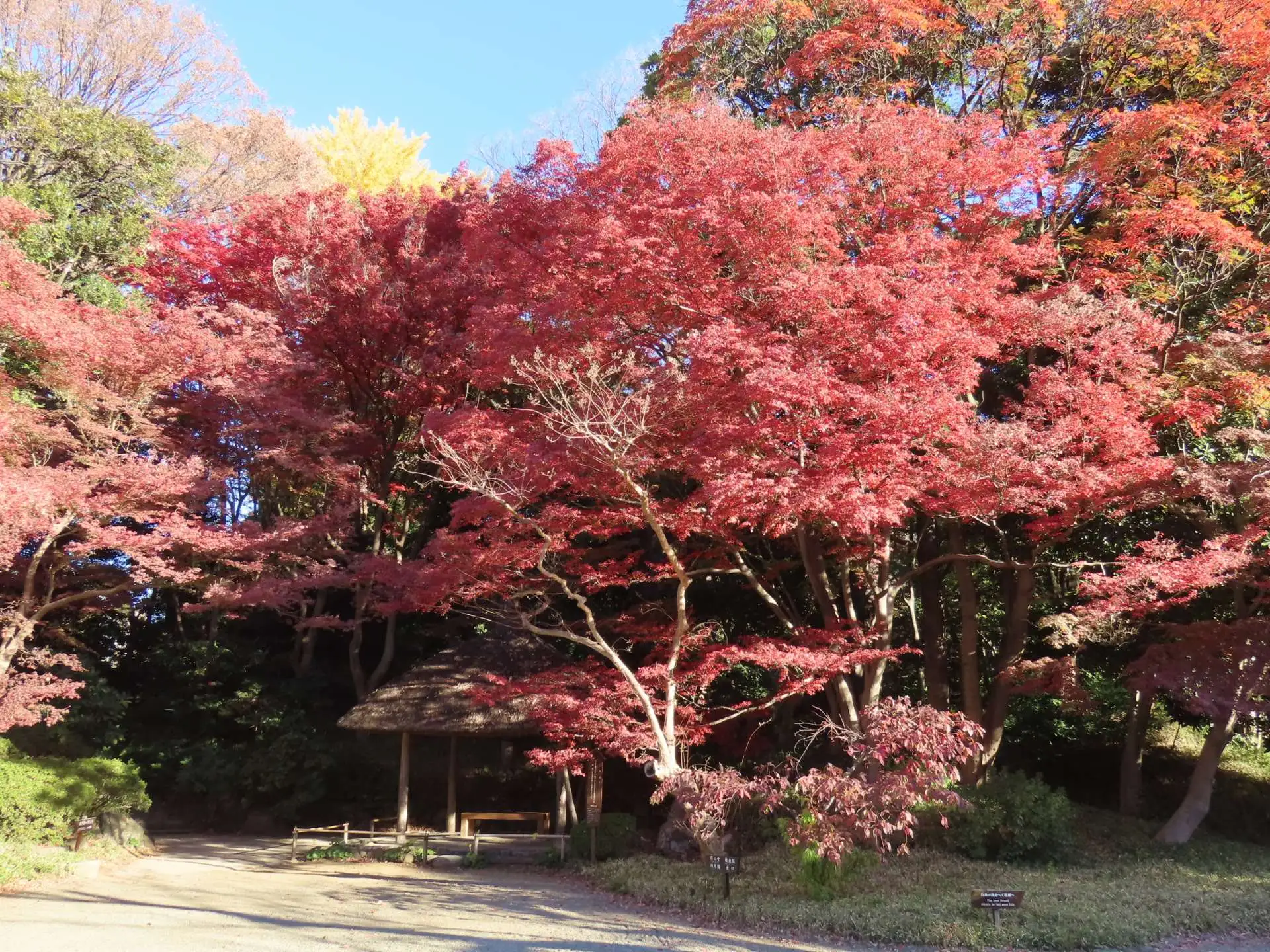 小石川後楽園　紅葉情報：見ごろ （12月4日現在）_05