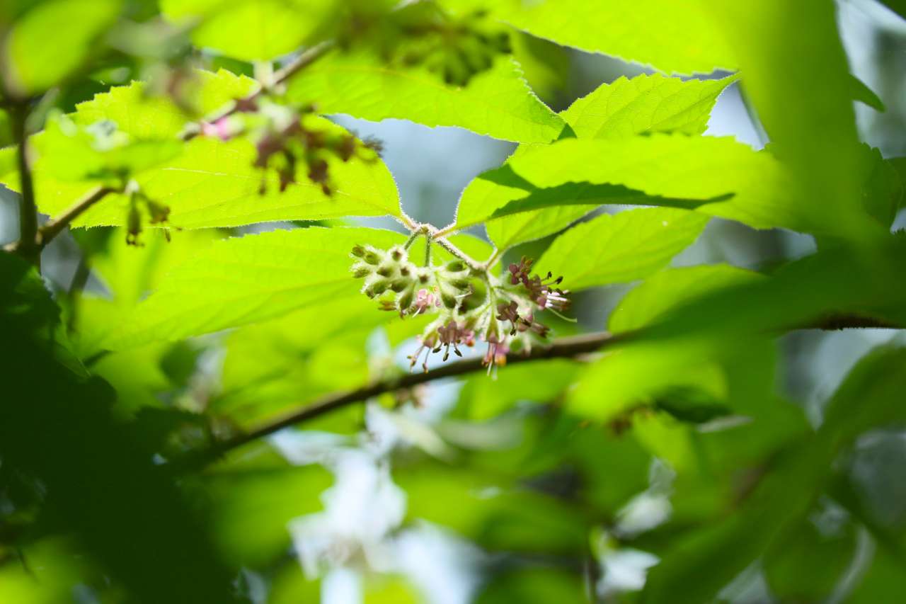 ② (4)