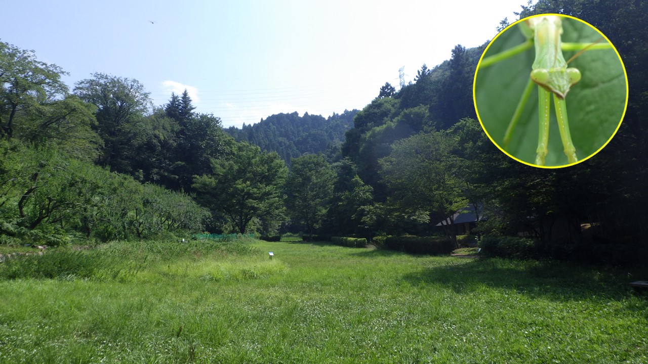 『多摩の里山見本園』の四季8月 ふれあい広場
