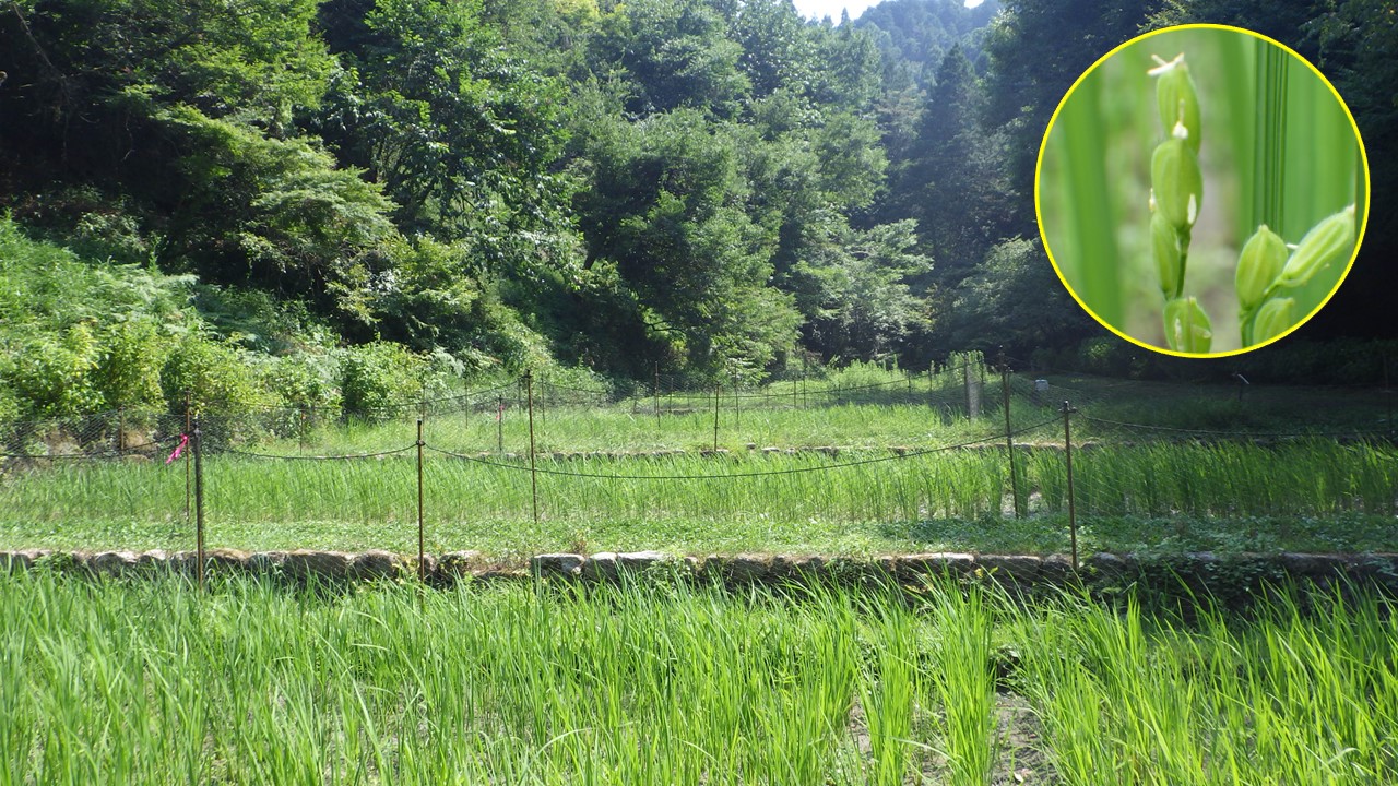 『多摩の里山見本園』の四季8月 谷津田