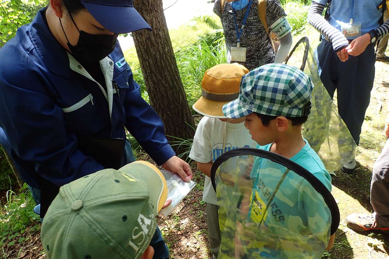 夏のチョウを探そう (2)