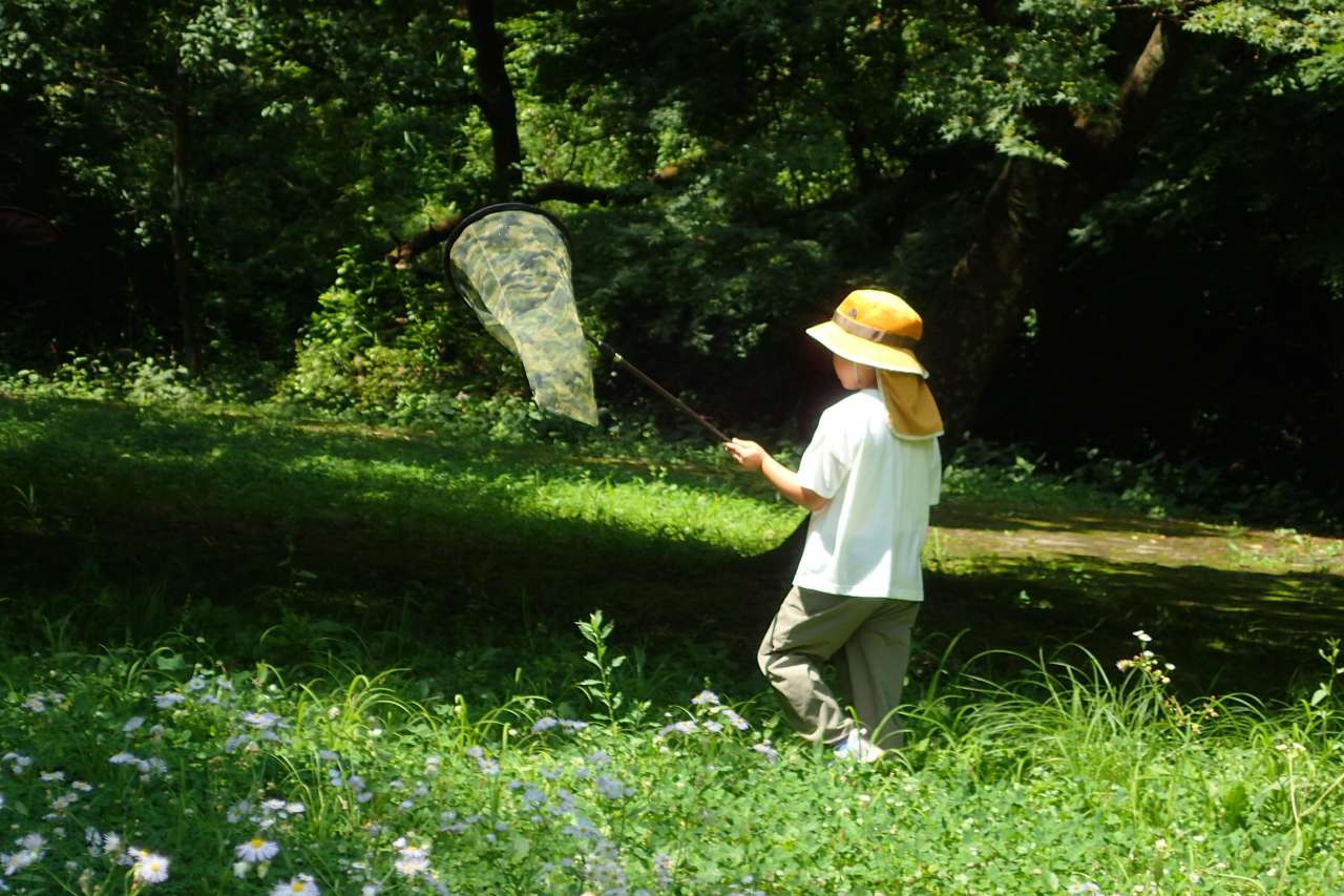 夏のチョウを探そう (3)