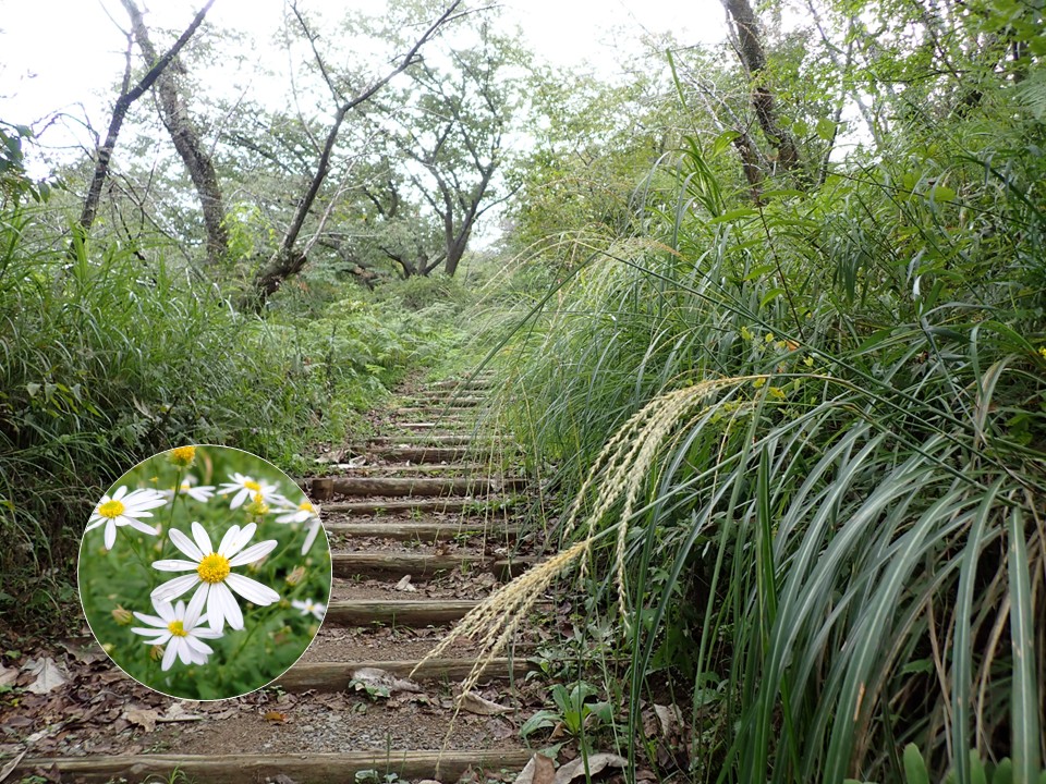 小峰の里山10月(桜尾根)