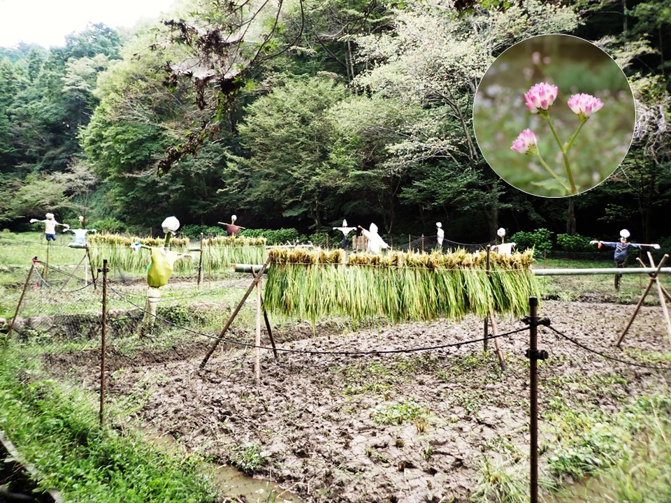 小峰の里山10月(谷戸田)