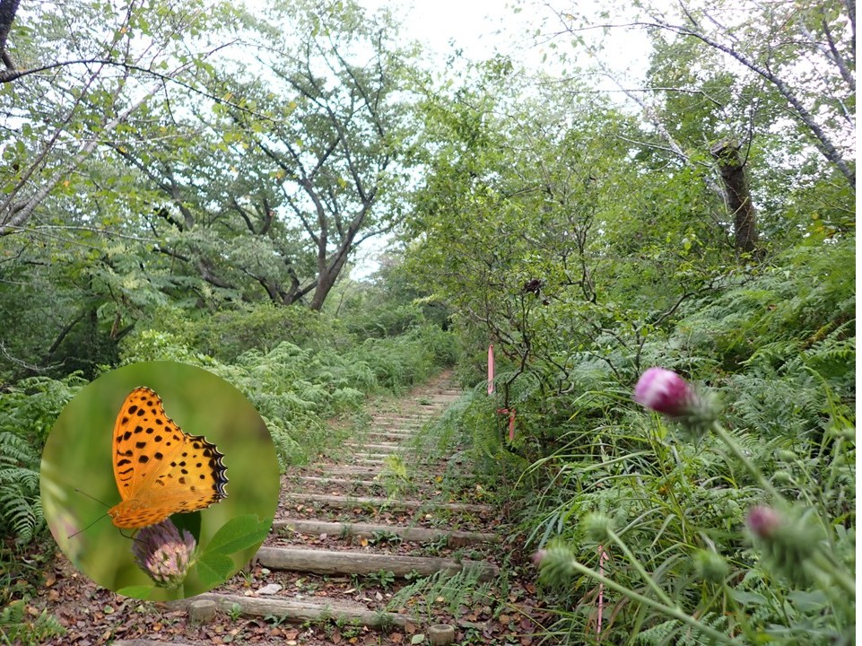 桜尾根