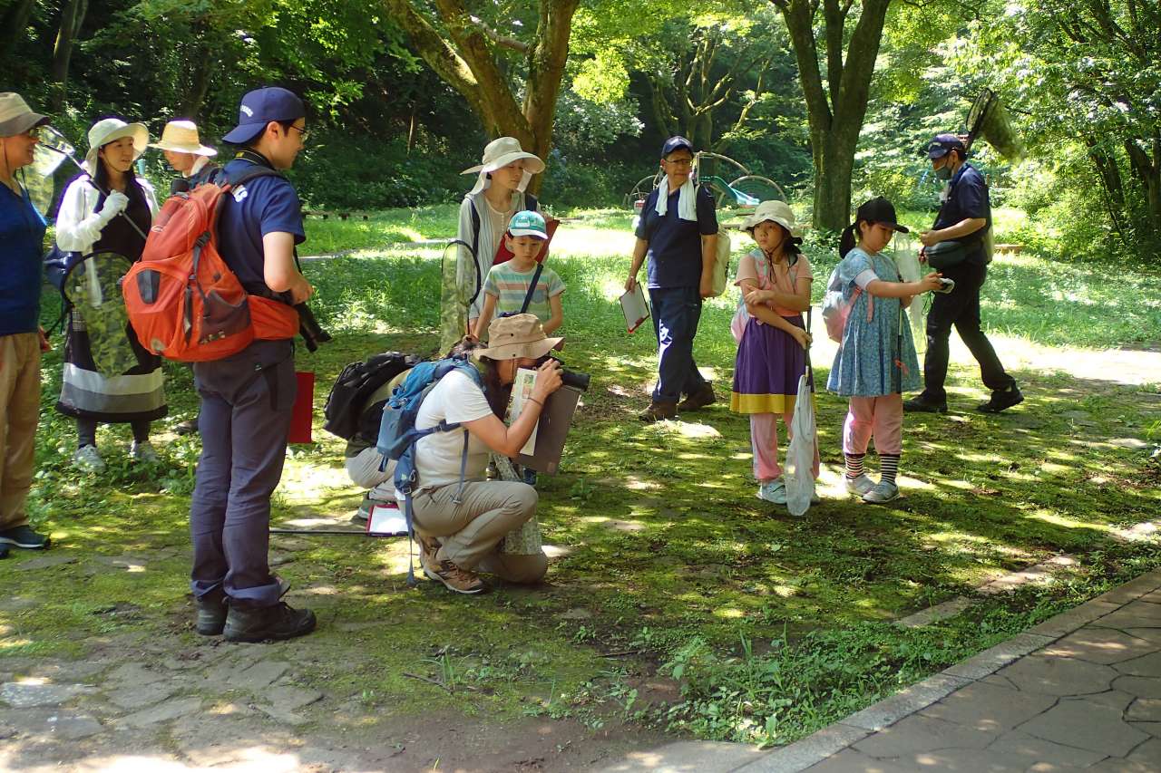 都民協働型生きもの調査（チョウ）2024 (4)