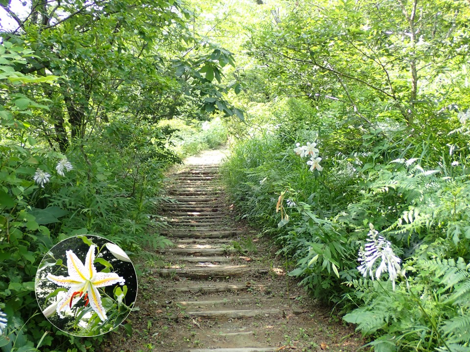 里山ｰ桜尾根7月