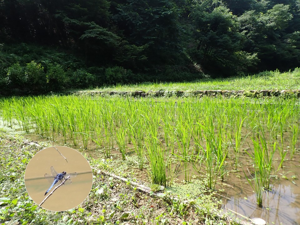 里山ｰ谷戸田7月