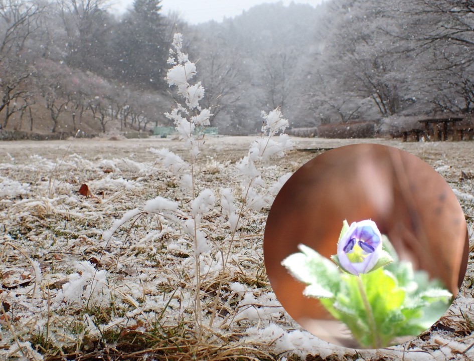 雪いぬふぐり