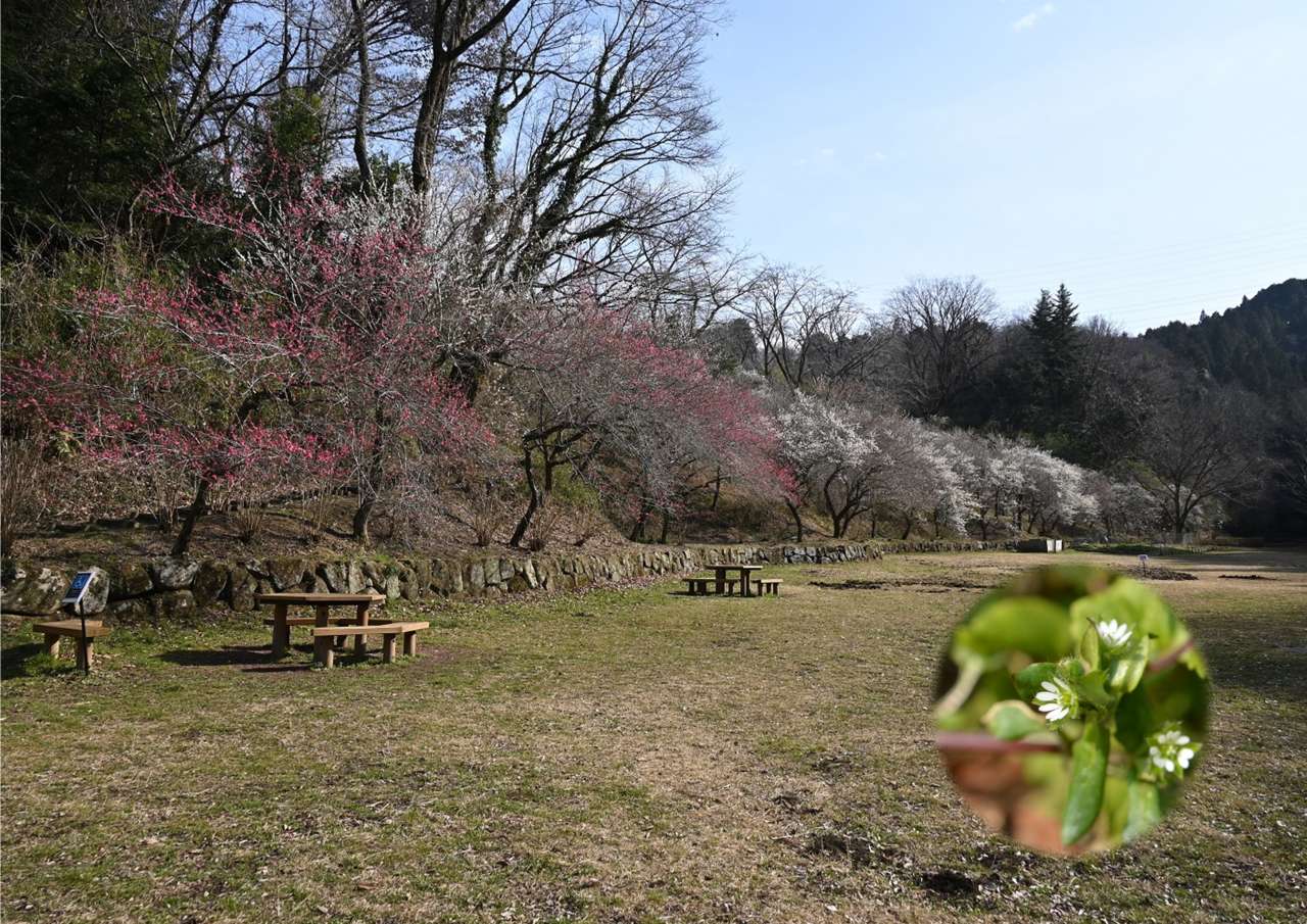 HP小峰の里山202402➀ふれあい広場