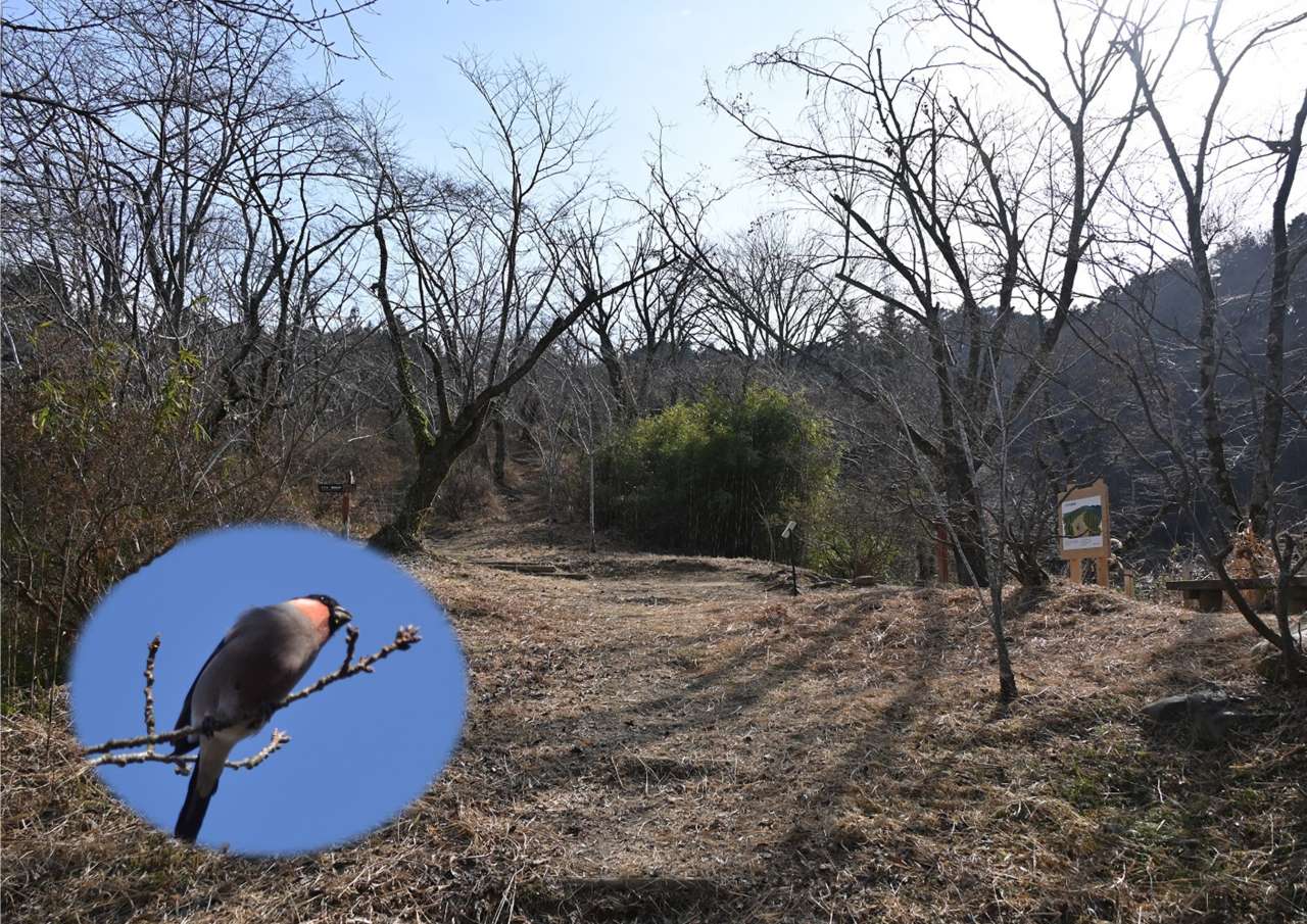 HP小峰の里山202402➀桜尾根