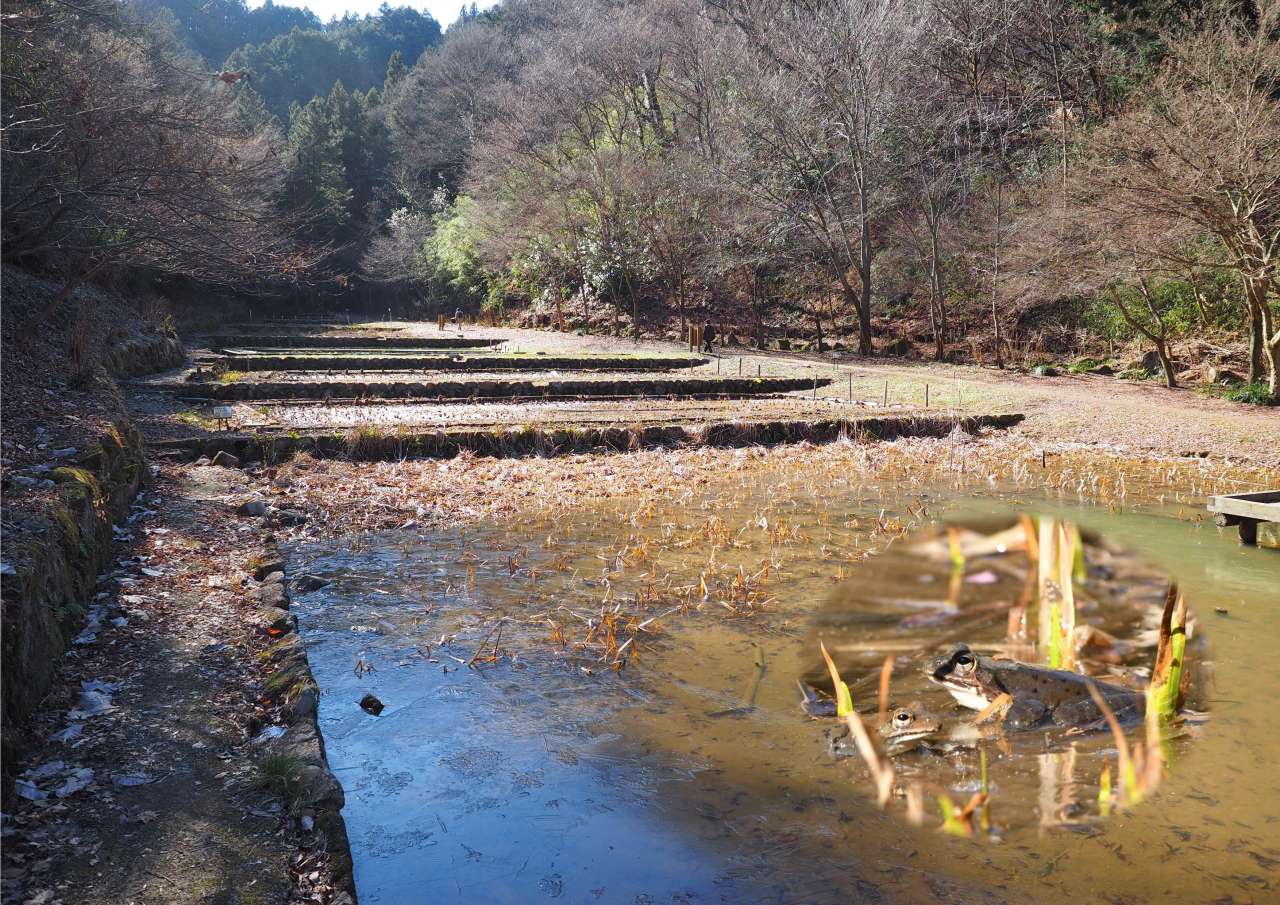 HP小峰の里山202402➀谷戸田