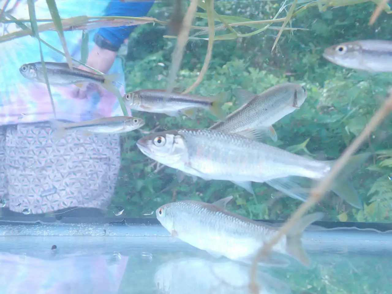 20260726 魚 水槽