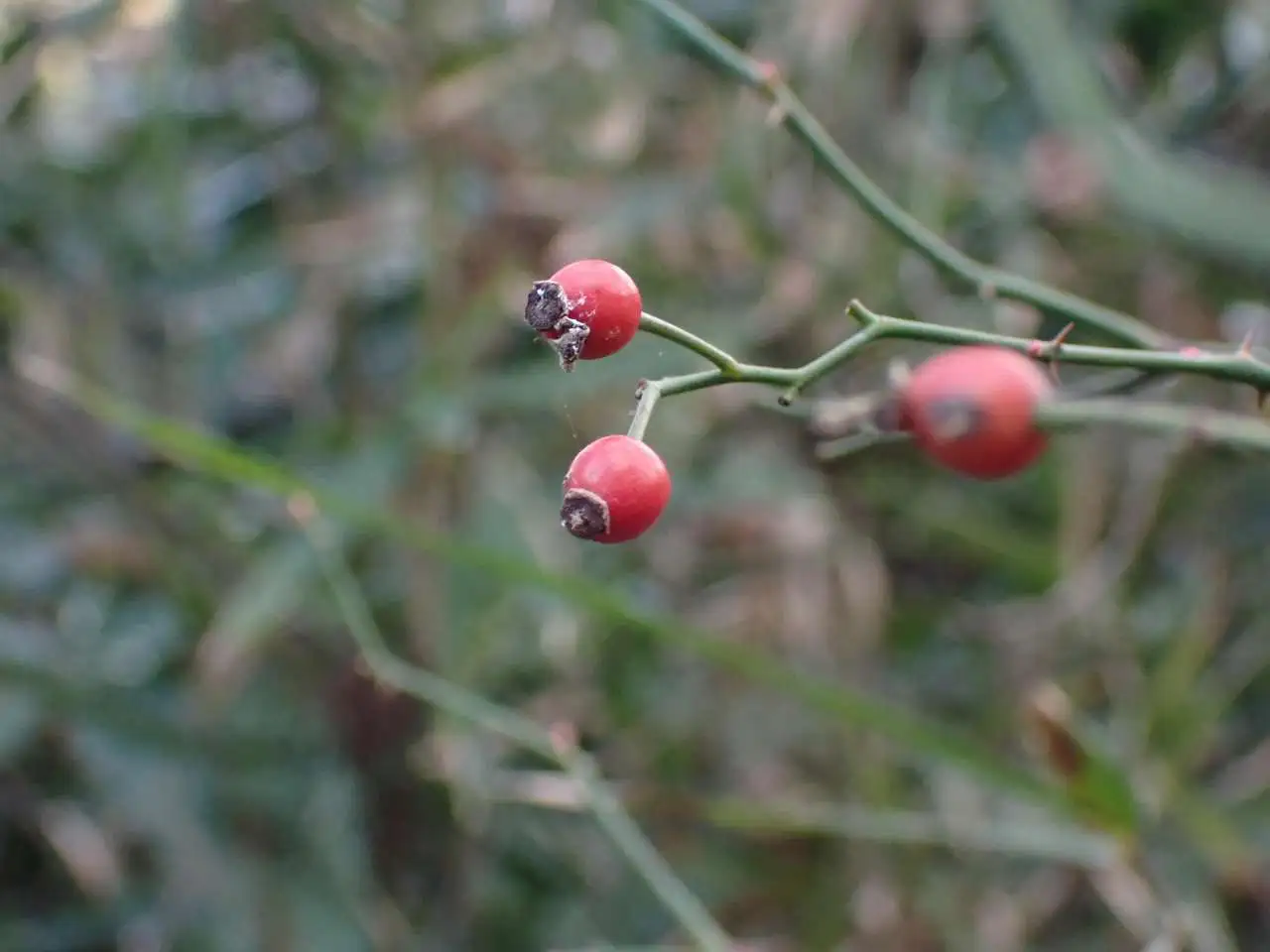 P1221392