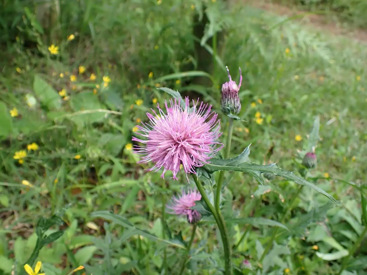 P5242137