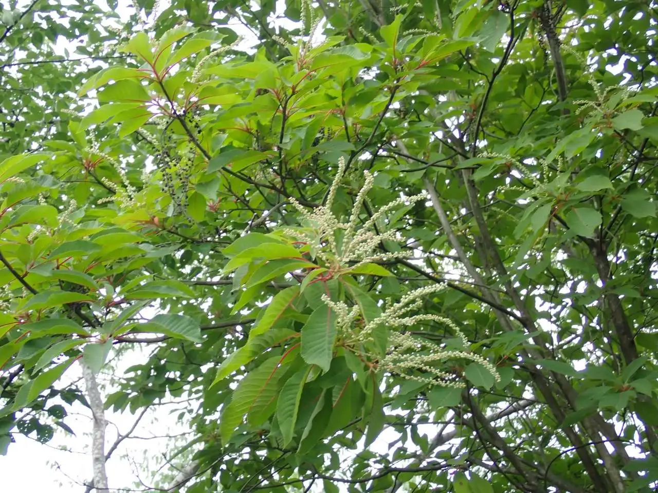 P6130016
