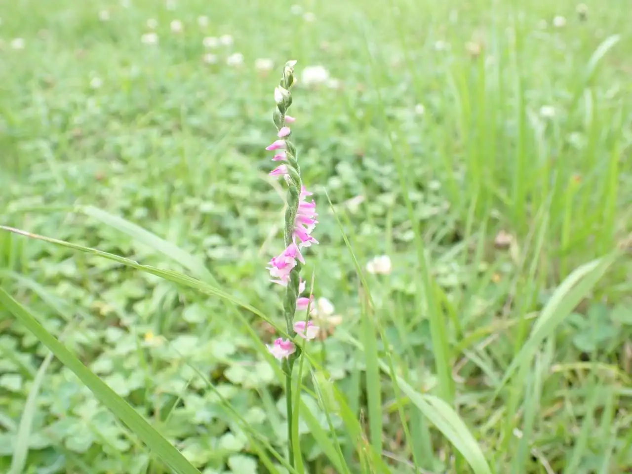 P6210027